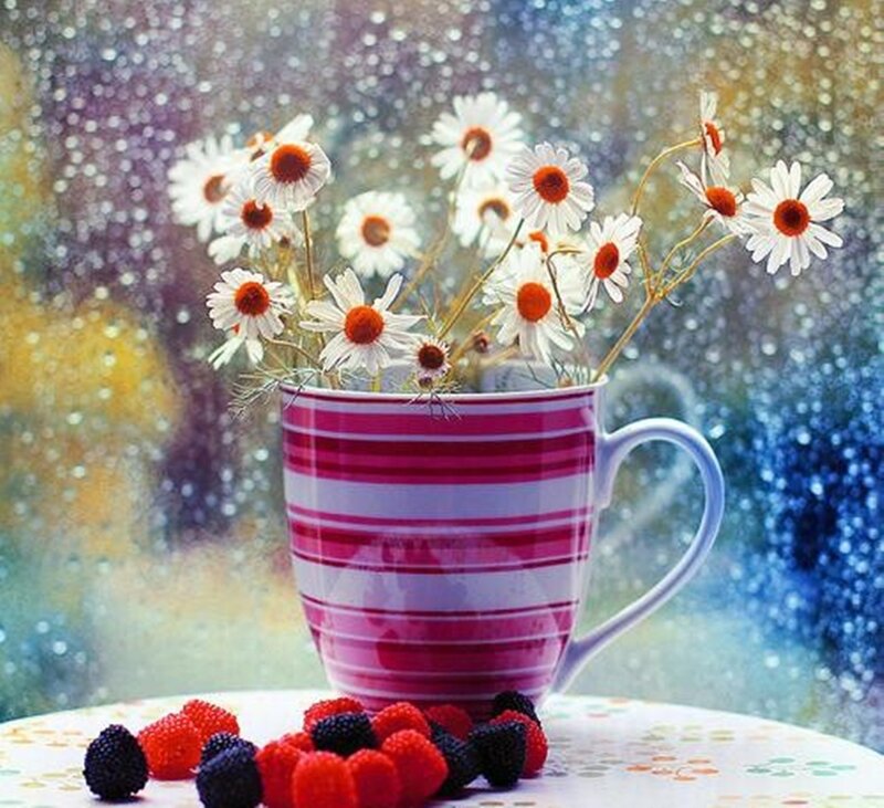 Daisies in a Cup