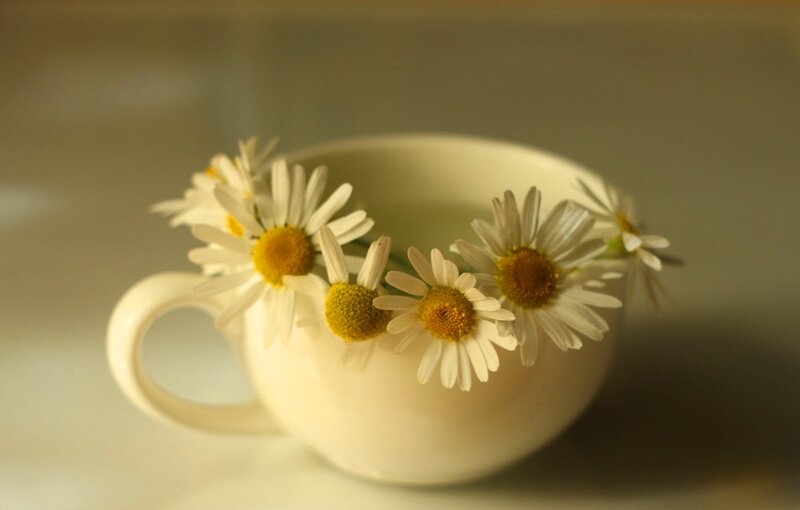 Daisies in a Cup — White, Calm, Photograph