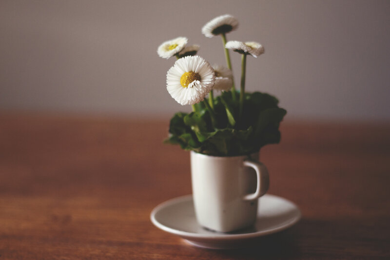 Daisies in a Cup — White, Calm