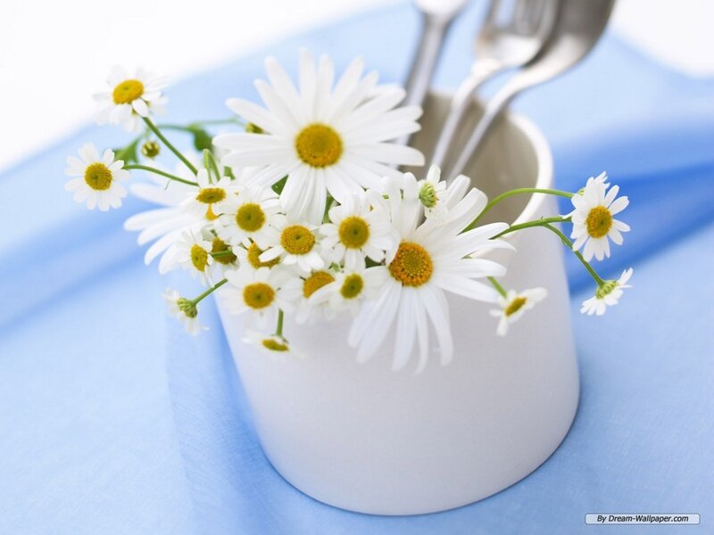 Daisies in a Cup — White