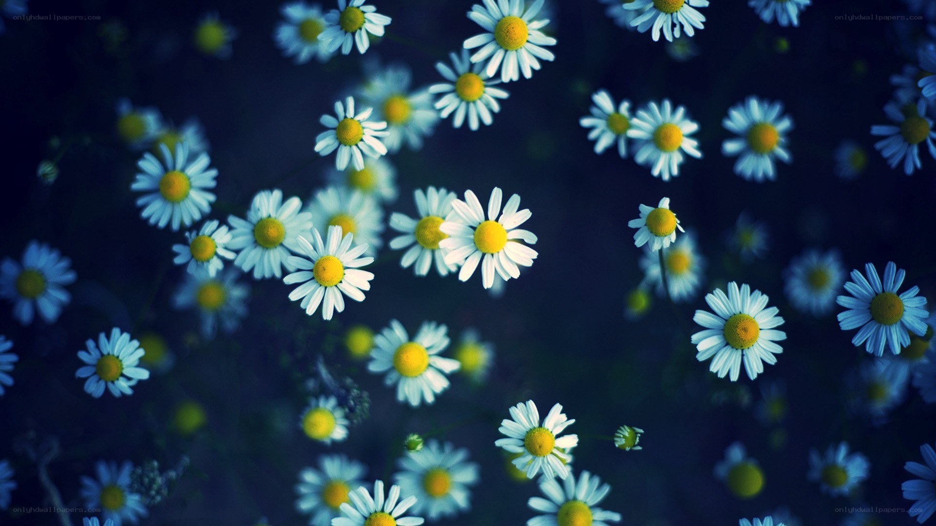 Daisies in a dark field