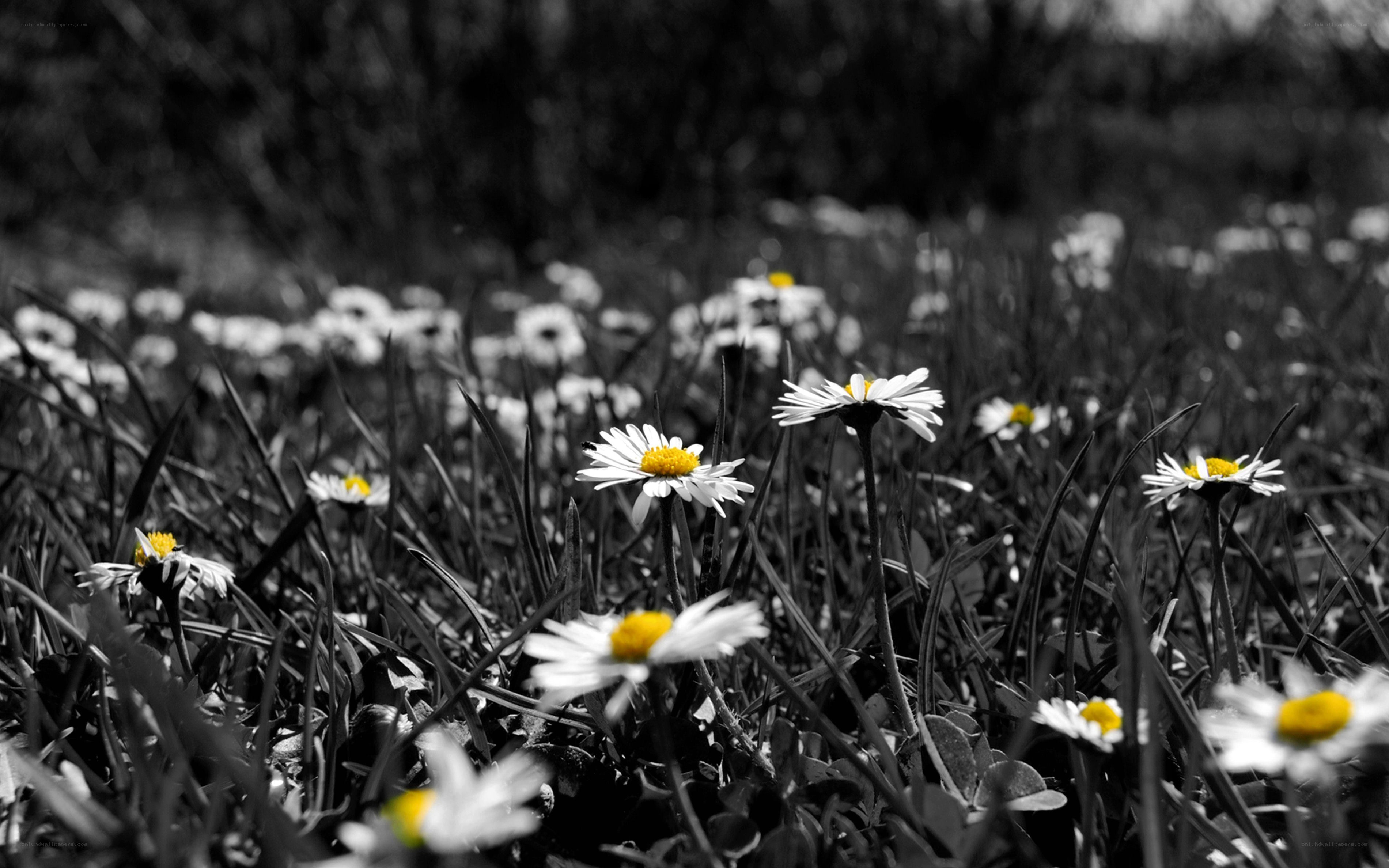 daisies in a field