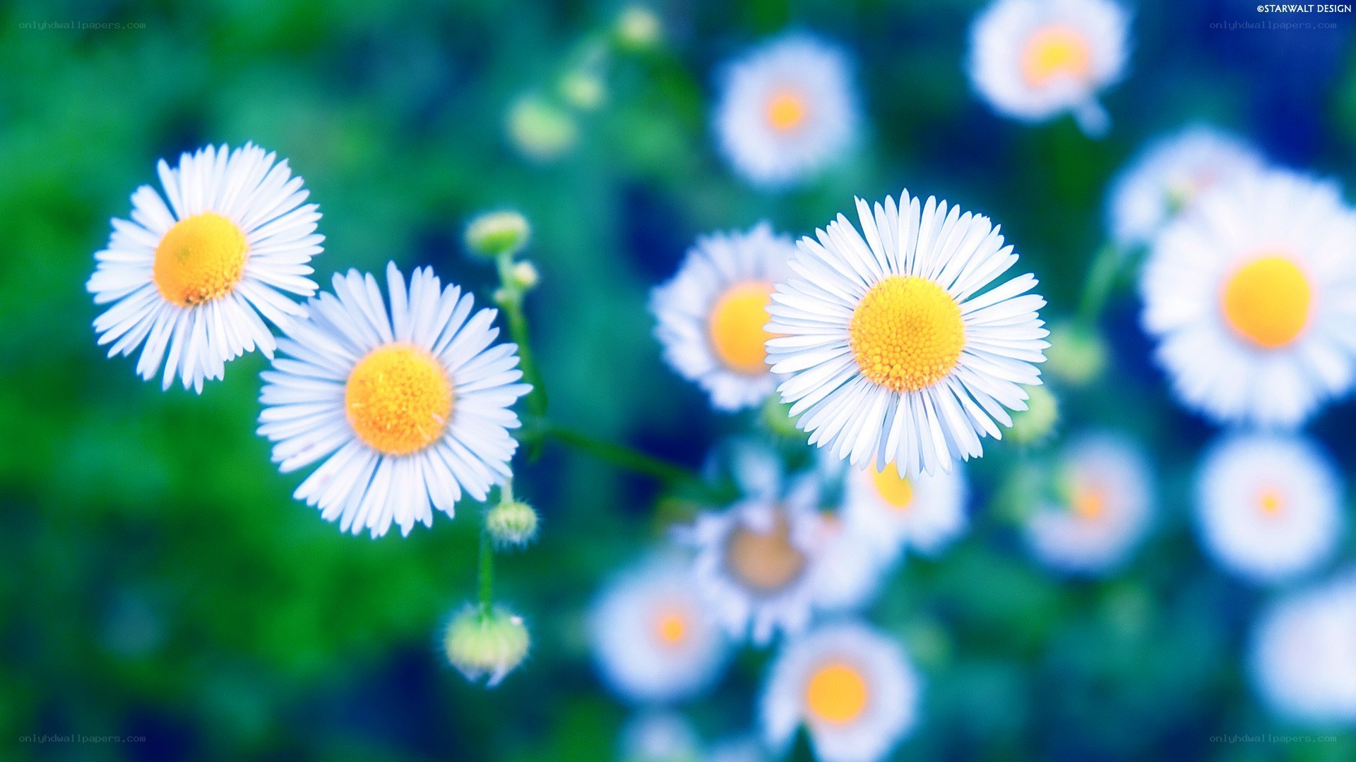 daisies in a field