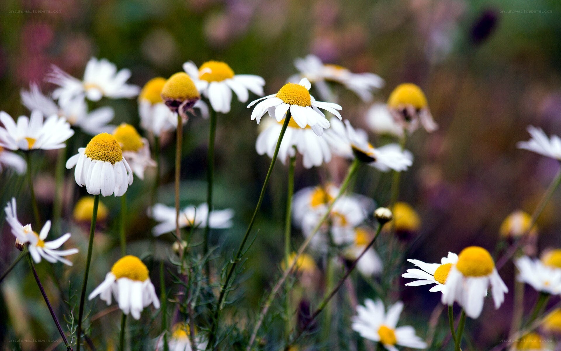 daisies in a field