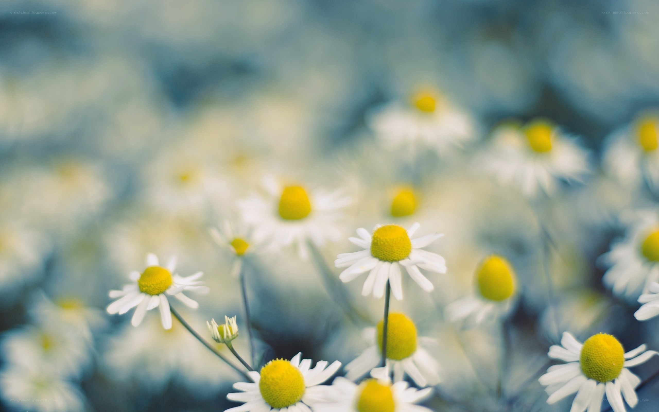 daisies in a field