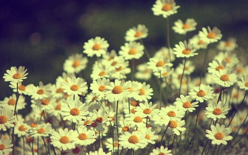 daisies in a field