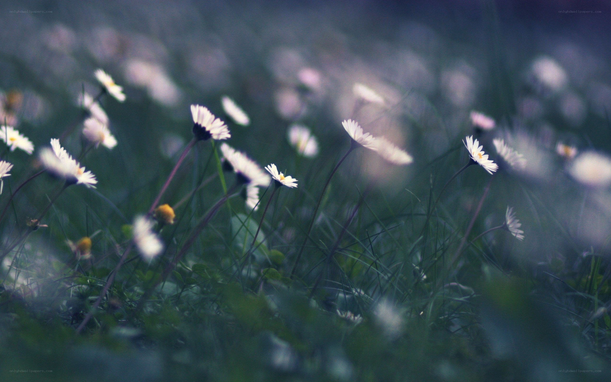 daisies in a field