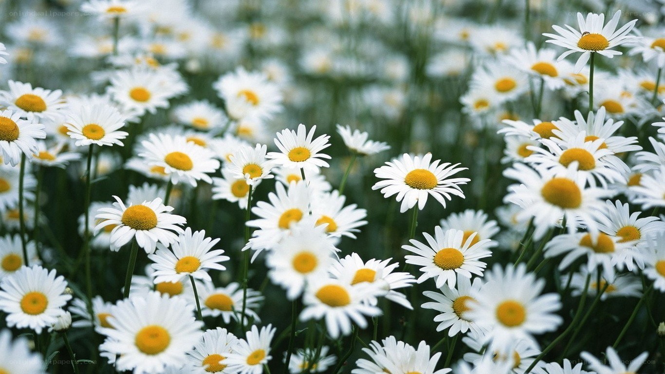 Daisies in a field