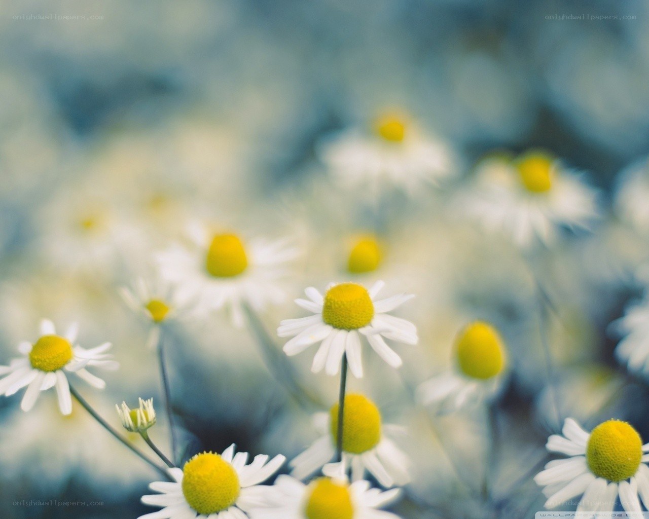 daisies in a field
