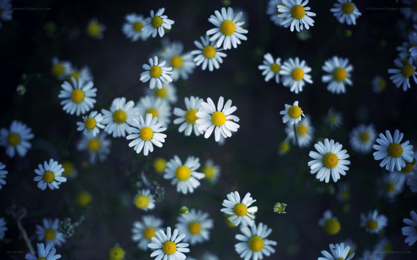 daisies in a field