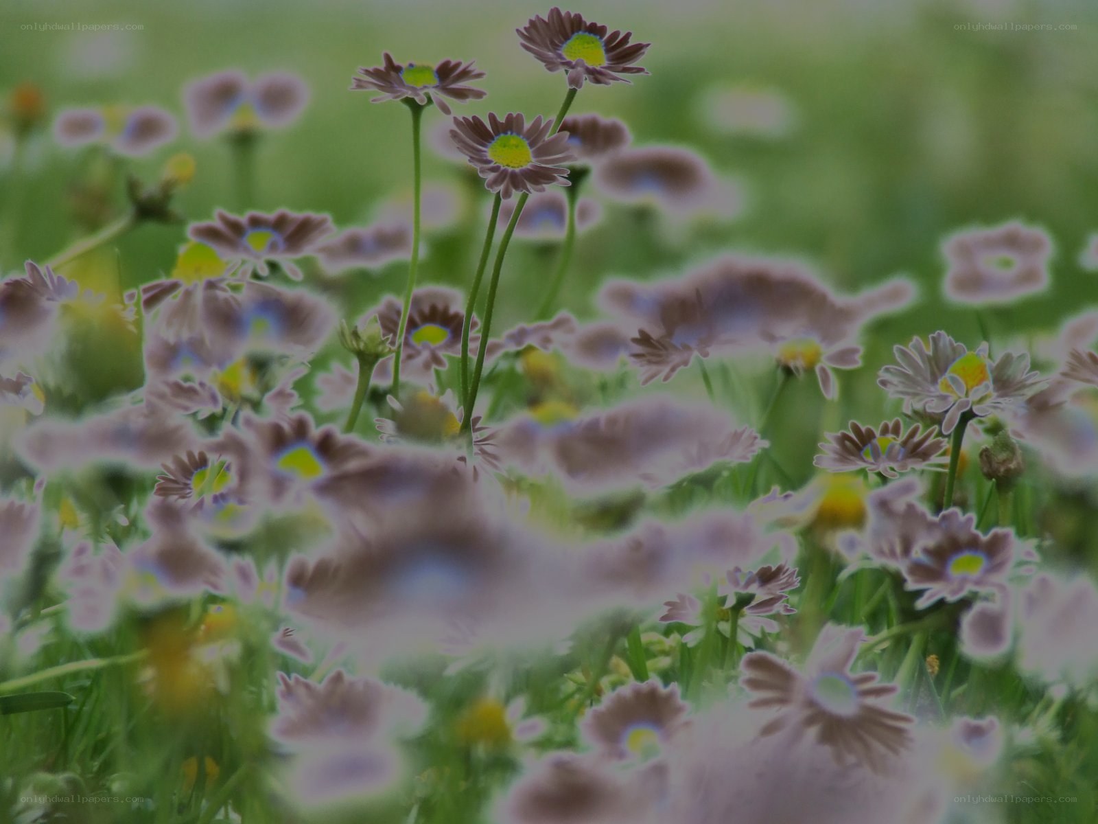 daisies in a field