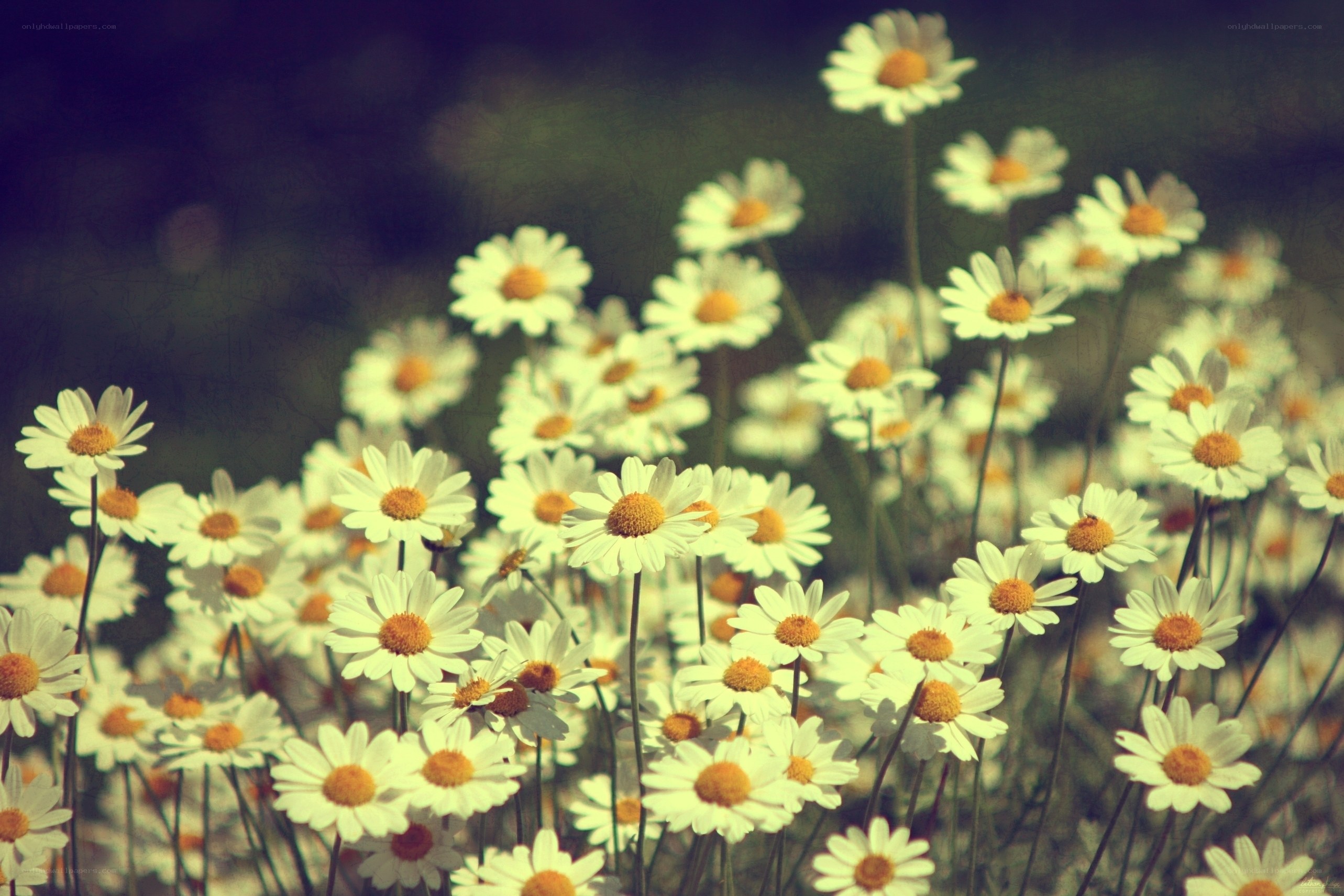 daisies in a field