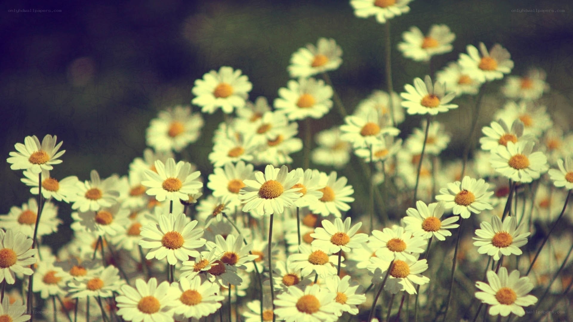 daisies in a field