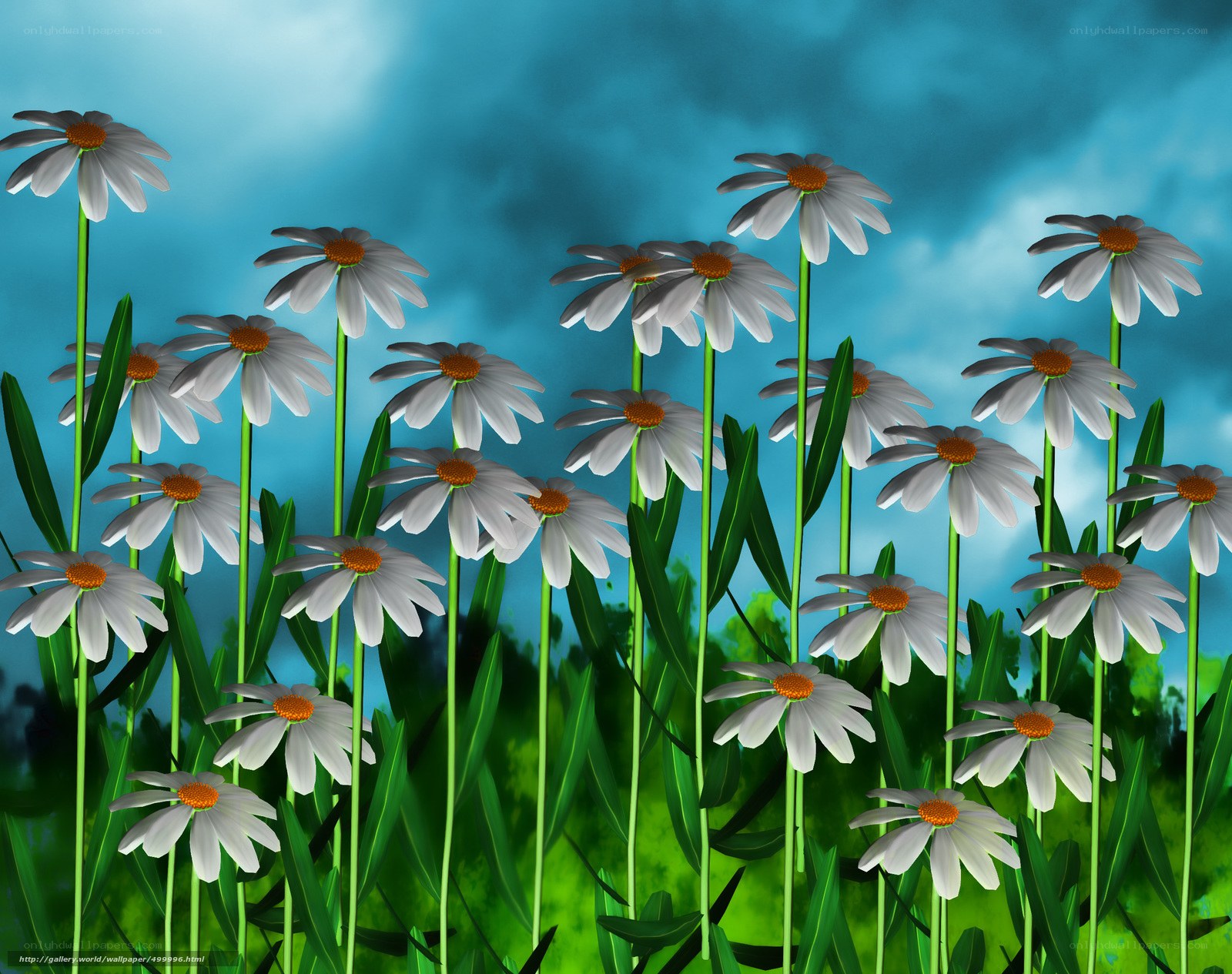 Daisies in a field