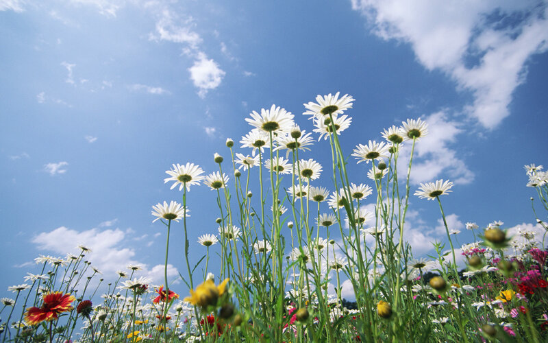 Daisies in a Field — Blue, Afternoon