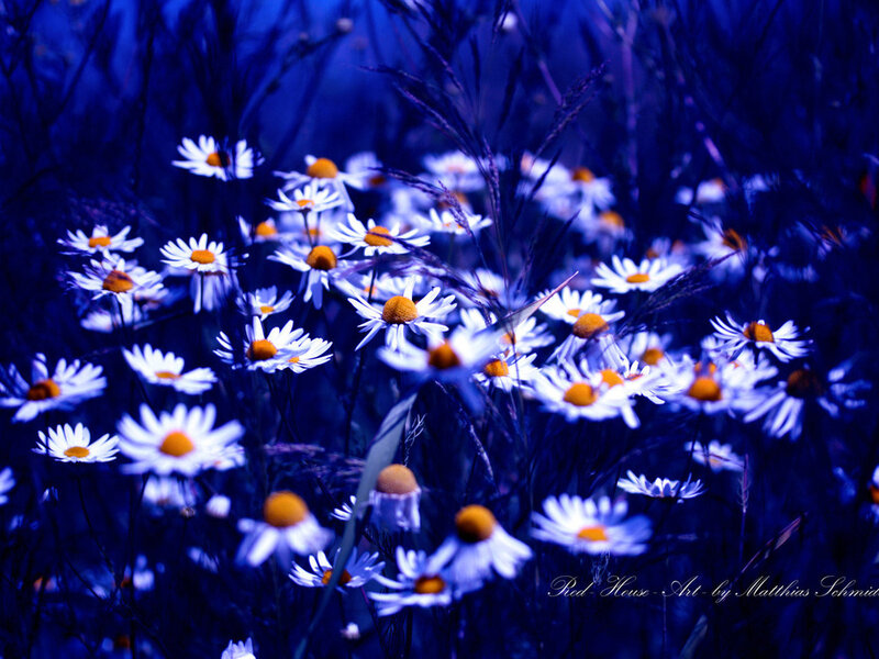 Daisies in a Field — Blue, Dreamy