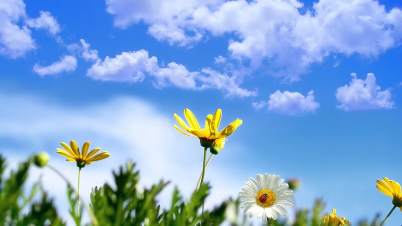 Daisies in a Field — Blue, Serene, Afternoon, Photograph, Flowers, Clouds, Ladybug