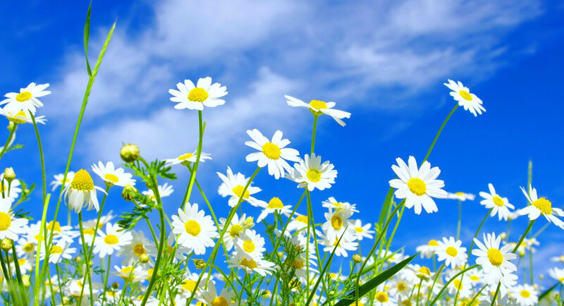 Daisies in a Field — Blue, Serene, Afternoon, Photograph, Flowers, Grass