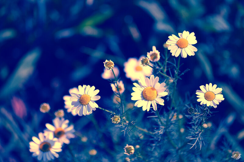 Daisies in a Field — Blue, Serene, Afternoon, Photograph, Flowers