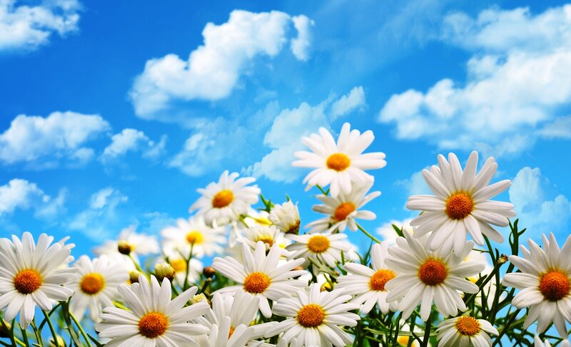 Daisies in a Field — Blue, Serene, Afternoon, Photograph, Sky, Clouds, Flowers