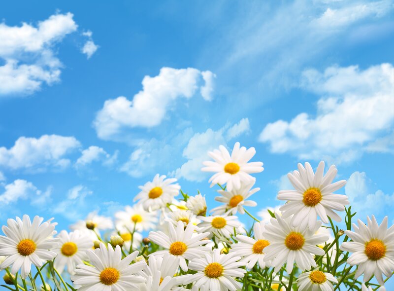 Daisies in a Field — Blue, Serene, Afternoon, Photograph, Sky, Clouds, Green Stems