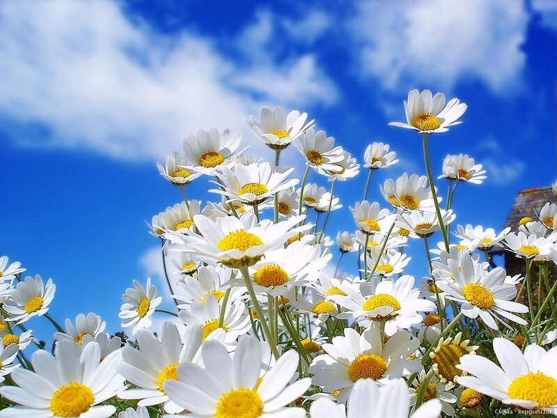 Daisies in a Field — Blue, Serene, Afternoon, Photograph, Sky