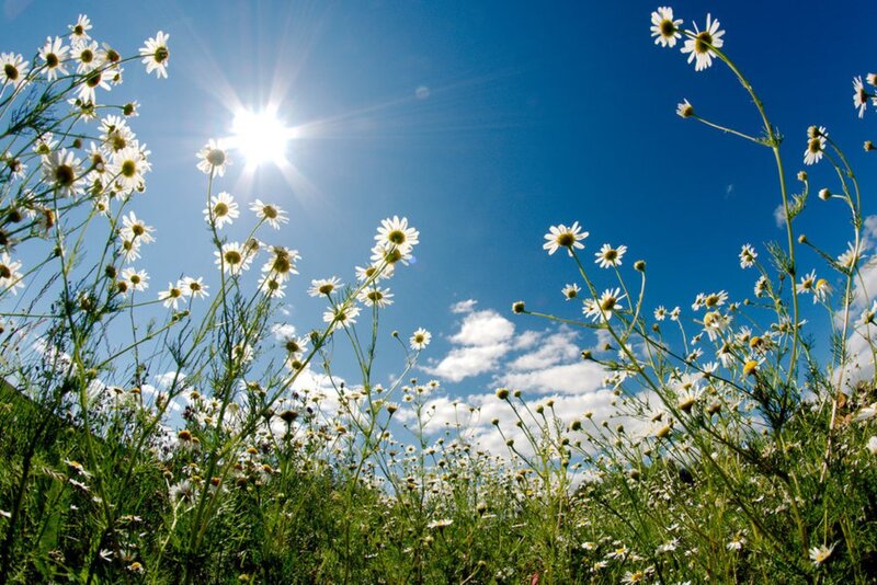 Daisies in a Field — Blue, Serene, Afternoon, Photograph, Sun, Sky, Clouds