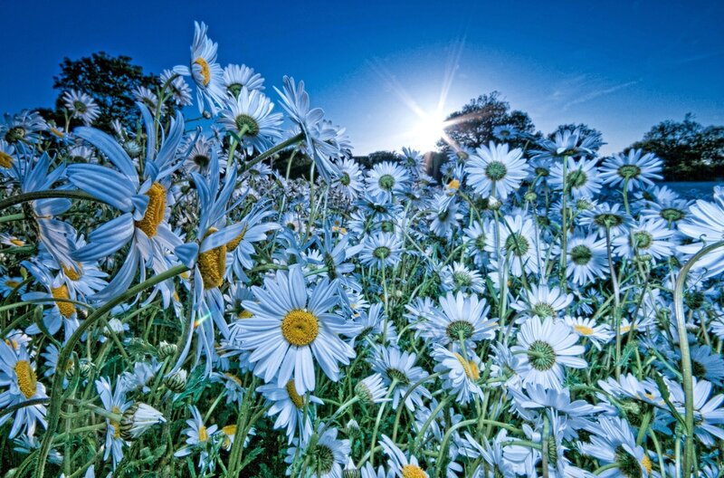 Daisies in a Field — Blue, Serene, Afternoon, Photograph, Sun, Sky