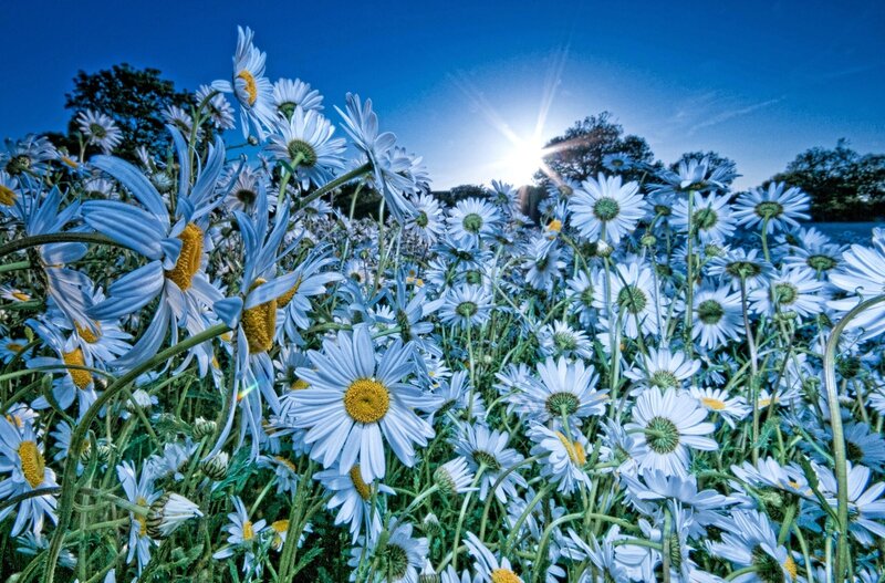 Daisies in a Field — Blue, Serene, Afternoon, Photograph, Sun, Sky, Trees