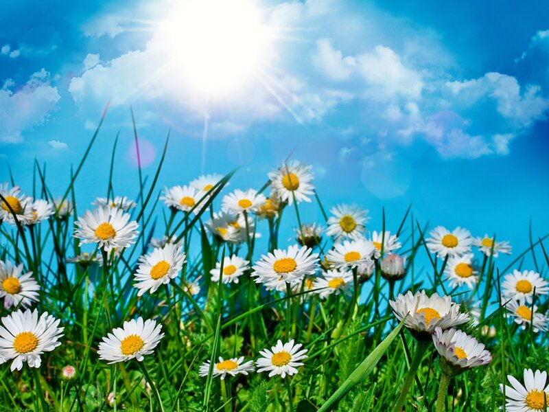 Daisies in a Field — Blue, Serene, Afternoon, Photograph, Sun