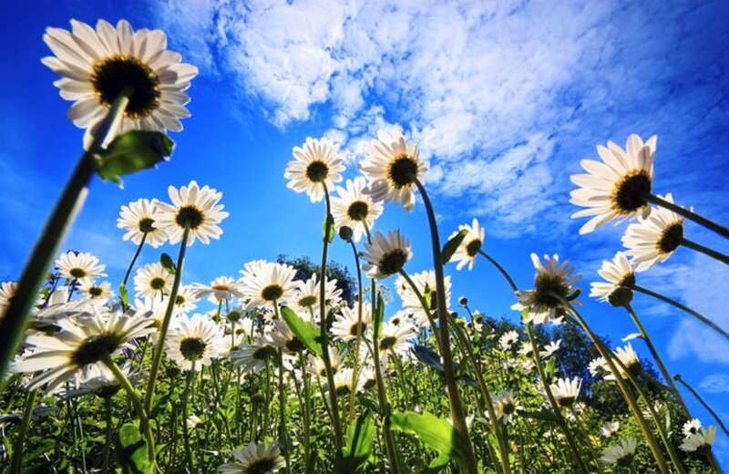 Daisies in a Field — Blue, Serene, Afternoon