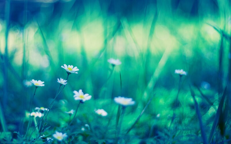 Daisies in a Field — Blue, Serene, Morning, Photograph, Flowers, Grass
