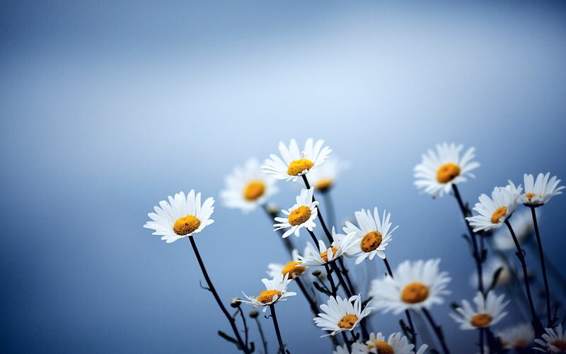 Daisies in a Field — Blue, Serene, Morning, Photograph, Flowers