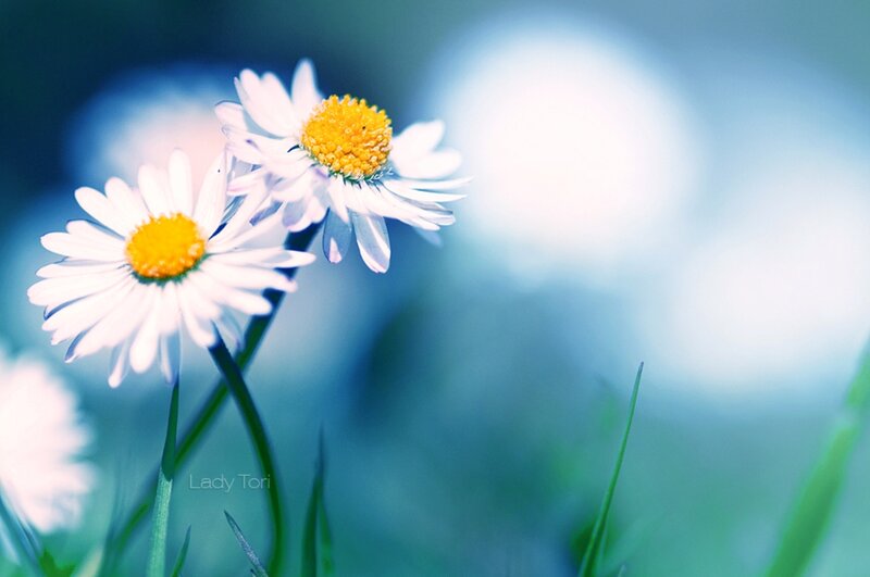 Daisies in a Field — Blue, Serene, Morning