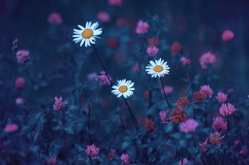 Daisies in a Field — Blue, Serene, Night, Photograph, Flowers