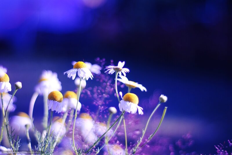 Daisies in a Field — Blue, Serene, Night, Photograph
