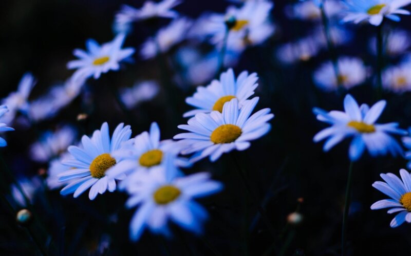 Daisies in a Field — Blue, Serene, Night