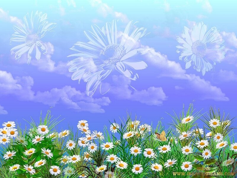 Daisies in a Field — Blue, Serene, Spring