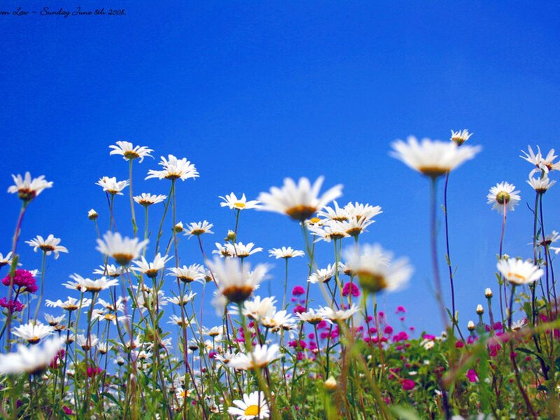Daisies in a Field — Blue, Serene, Summer
