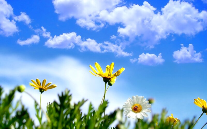 Daisies in a Field — Blue, Serene