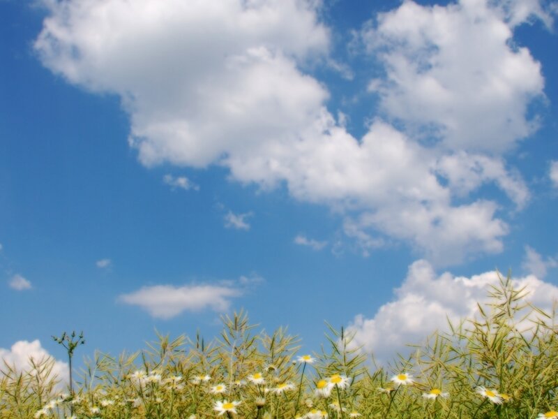 Daisies in a Field — Blue