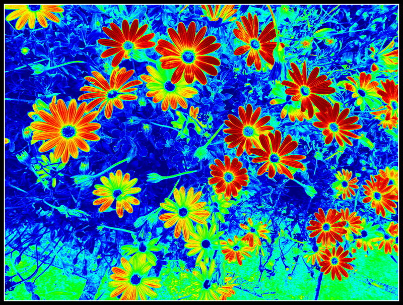 Daisies in a Field — Blue, Vibrant