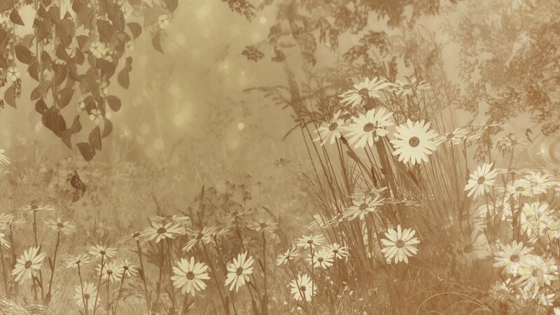 Daisies in a Field — Brown