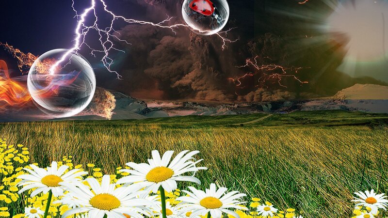 Daisies in a Field — Green, Dramatic