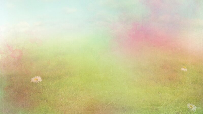 Daisies in a Field — Green, Dreamy