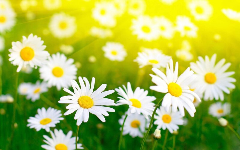 Daisies in a Field — Green Grass
