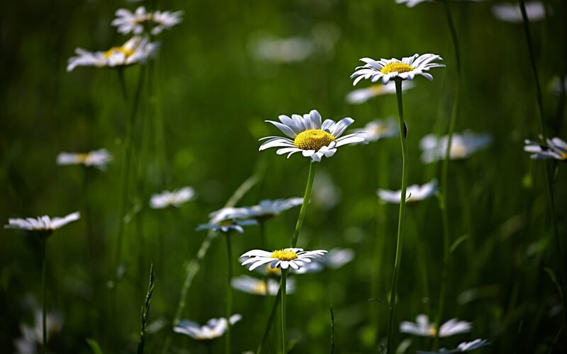 Daisies in a Field — Green, Serene, Afternoon, Photograph, Flowers, Grass, Stems