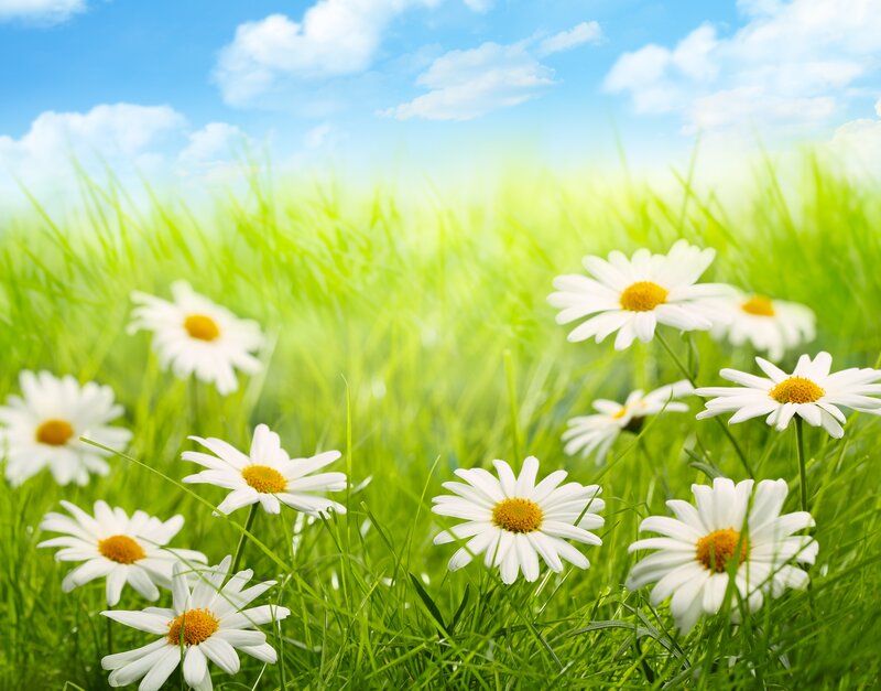 Daisies in a Field — Green, Serene, Afternoon, Photograph, Grass, Sky