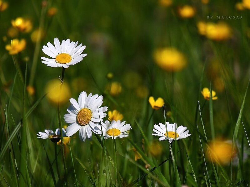 Daisies in a Field — Green, Serene, Afternoon, Photograph, Grass