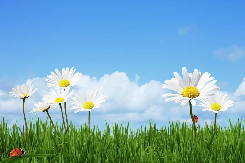 Daisies in a Field — Green, Serene, Afternoon, Photograph, Ladybugs
